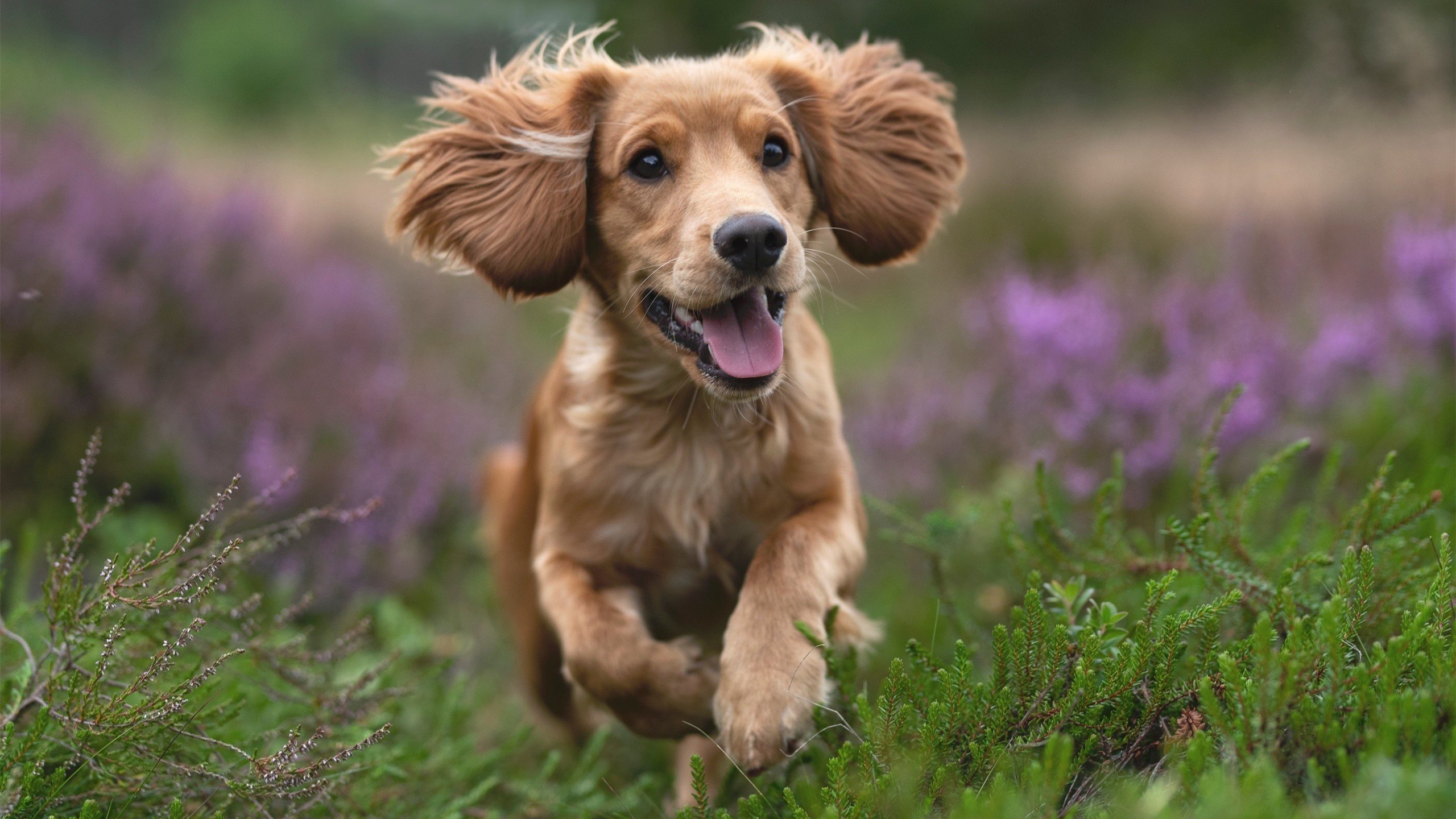 历史性对决,欧冠淘汰赛土耳其一波流带走美国,战术革命震惊足坛