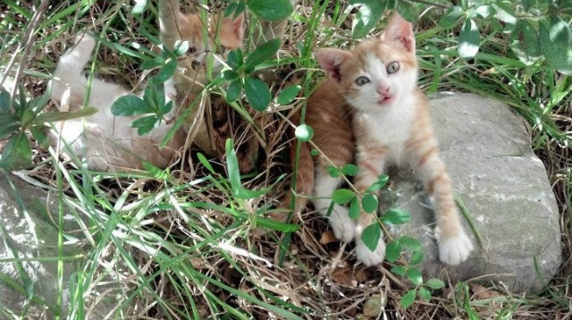 双城记,卡马文加的奔腾与国际米兰的铁壁