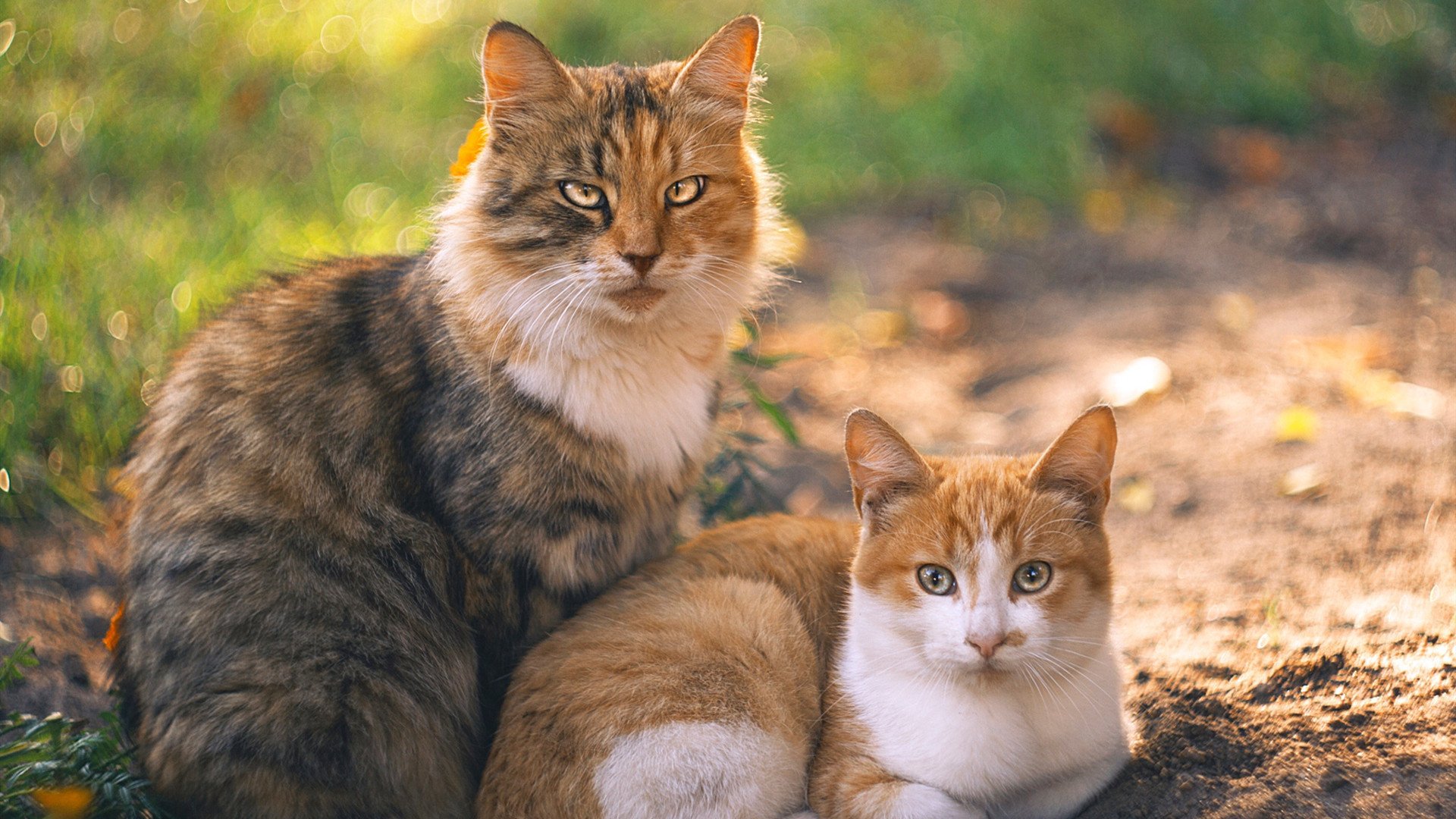 布克40分掀翻辽宁，深圳悬崖边上抢回生机