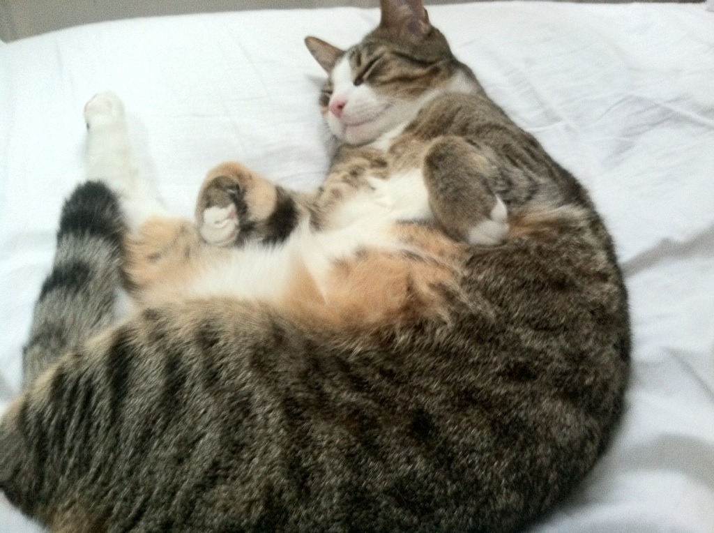 新王加冕，几内亚钢铁之心在巴黎完成历史征服