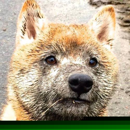 窒息钢铁丛林，广厦如何用防守绞索，将雷霆的青春风暴锁进战术牢笼