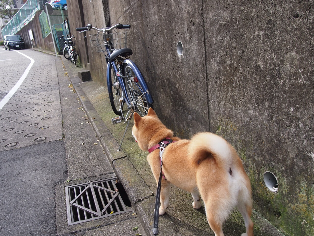 罚单开出后，迪巴拉与瑞士把巴萨的傲慢撕成碎片