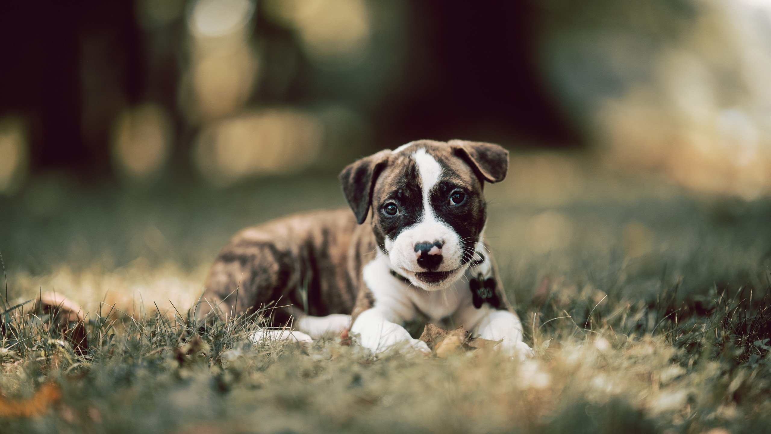 开拓者对阵浙江队，英格拉姆关键节点连续得分定胜局
