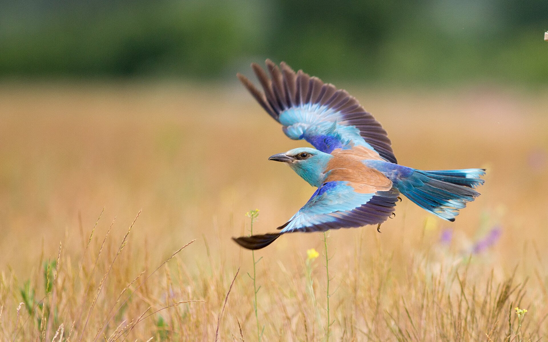 蓝月奇迹，凯塞多欧冠决赛主宰，曼城力克安切洛蒂王朝