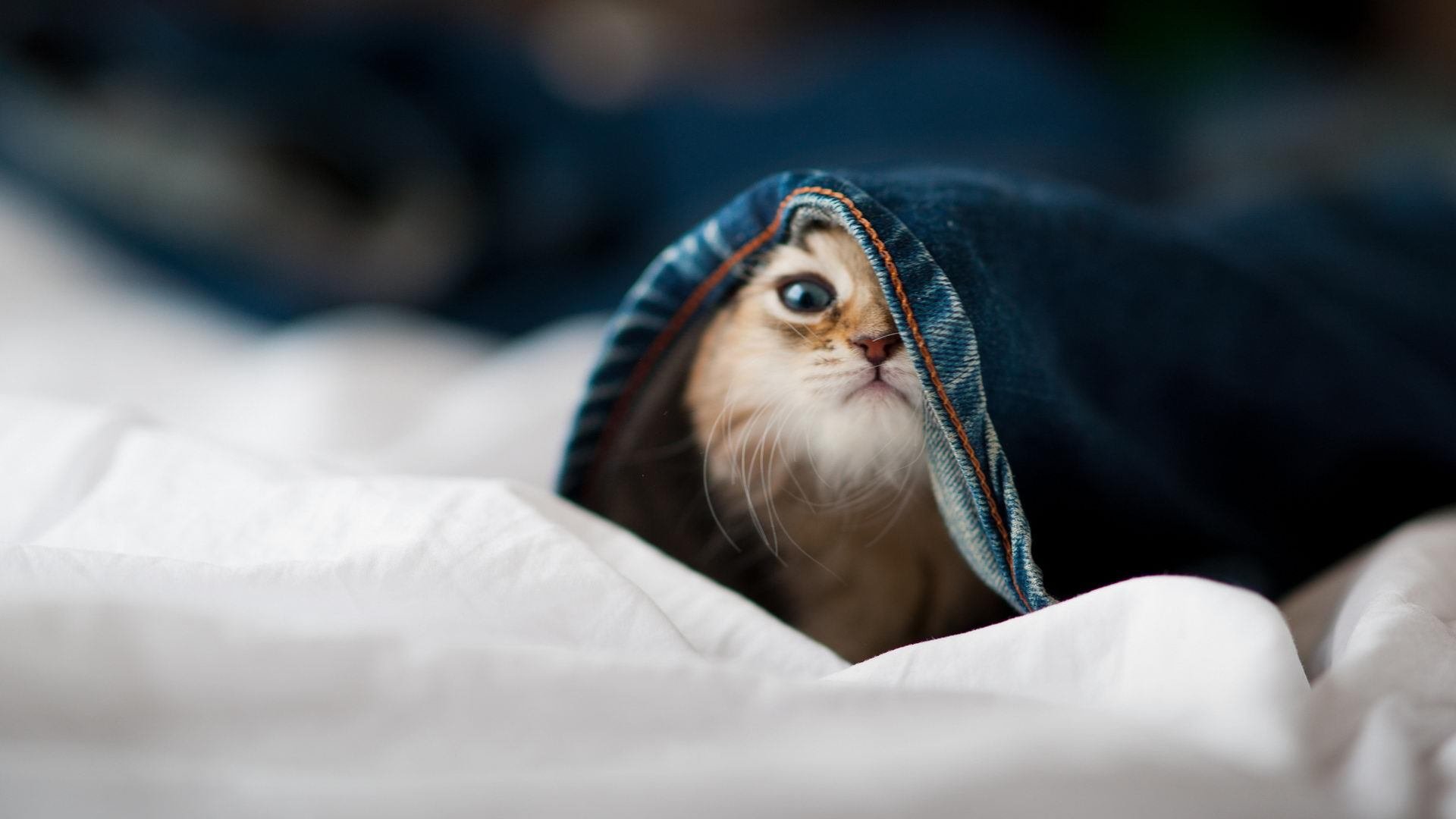 里程碑之夜,伦纳德在灰熊与太阳的血战中完成了多少人生?