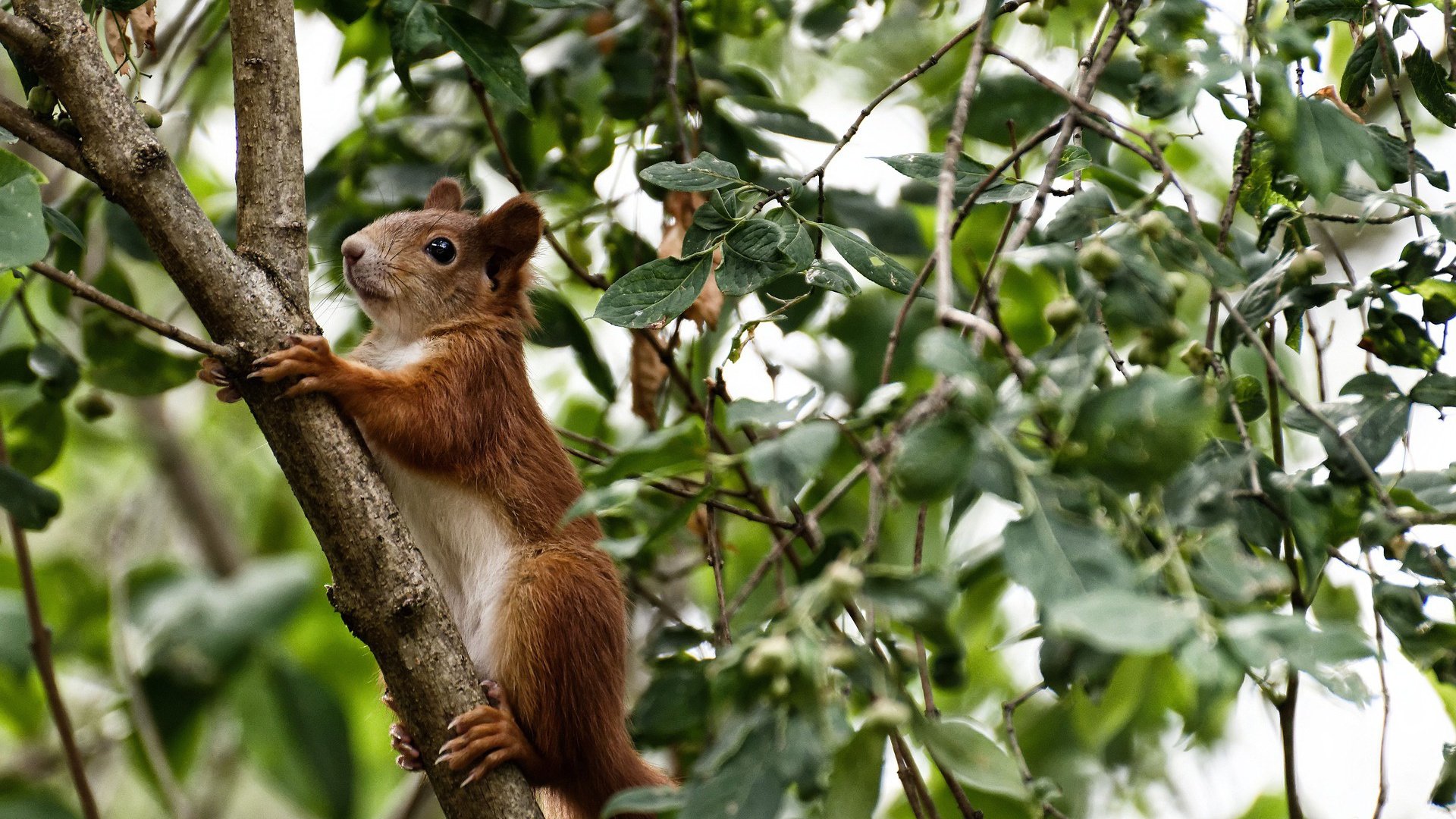 新王当立!加维导演逆转好戏,喀麦隆足球掀起青春风暴击溃莱比锡