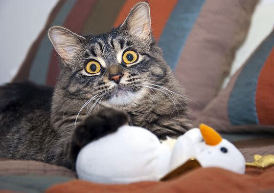 苏格兰踏平摩纳哥，阿克在德甲争冠战接管比赛，足球，不止于一种叙事