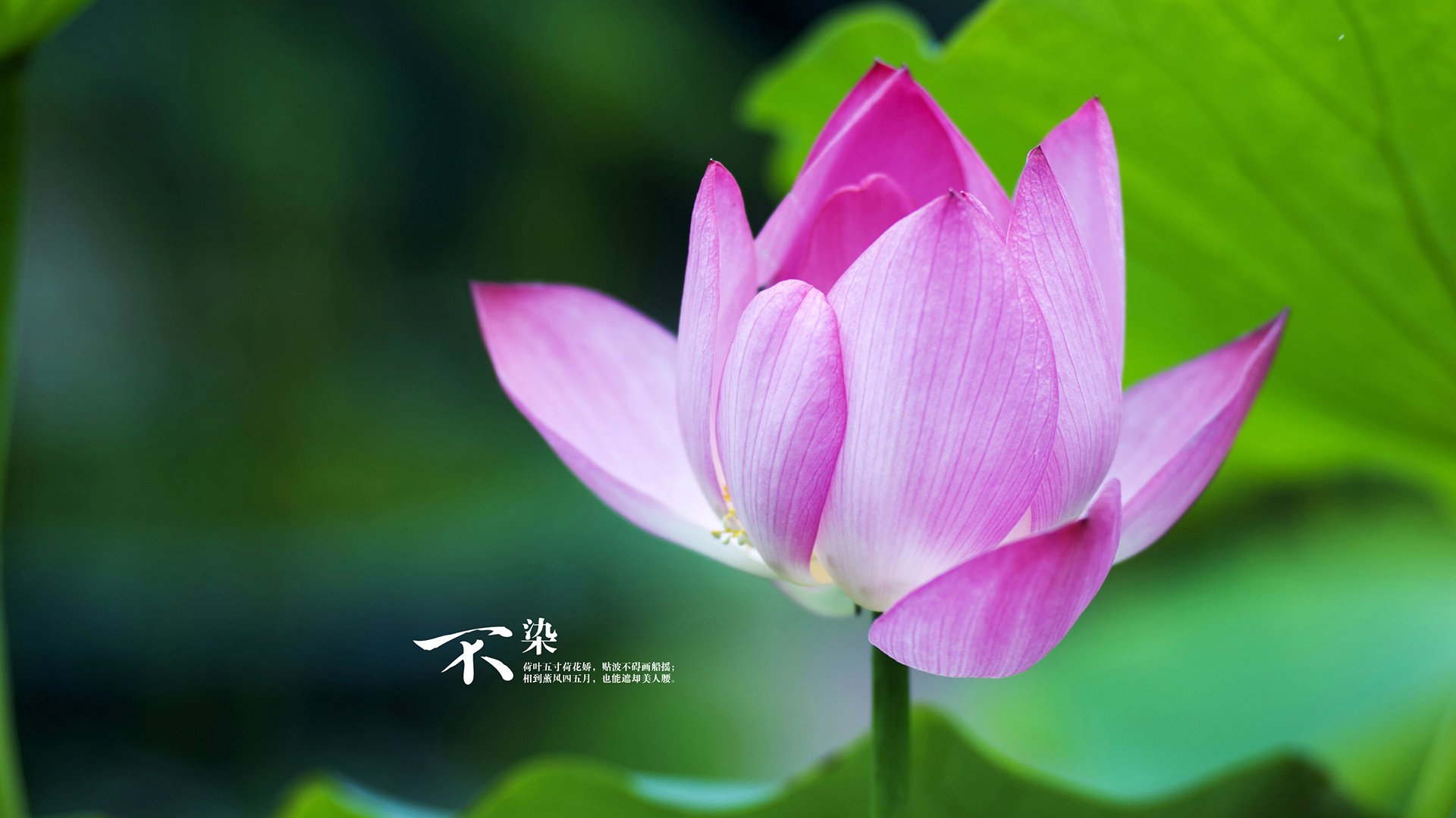 当活塞客串CBA，次元壁破裂后，恩比德在总决赛完成了终极进化