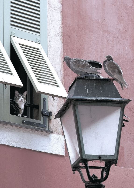 枫叶军团淬火成锋,压力之下,伊布式爆发点亮加拿大历史性突破